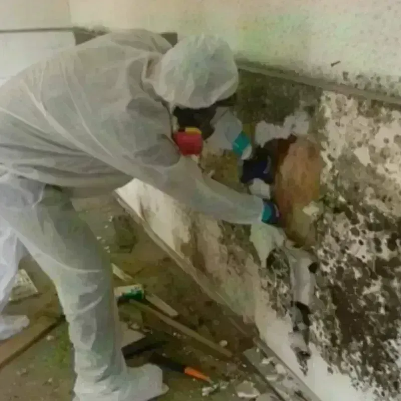 Mold Remediation and Removal in Coleman, TX